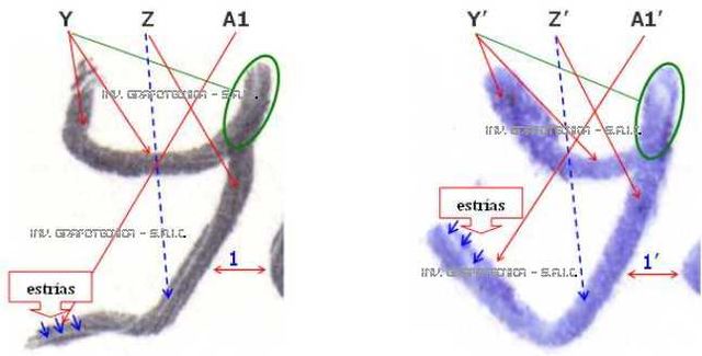 crestomatia